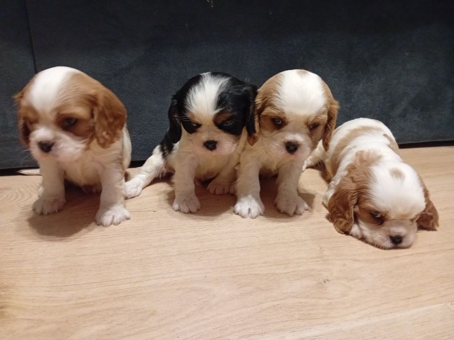 Piękny szczeniak Cavalier King Charles Spaniel