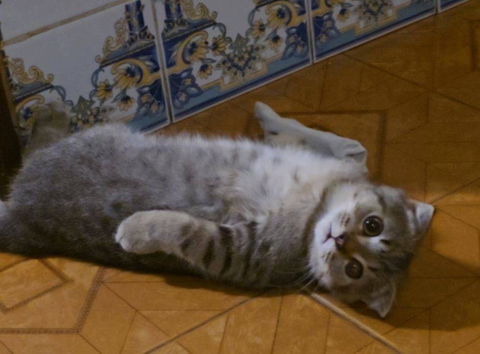 Gato scottish Fold