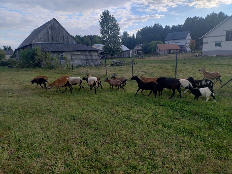 Owce i baranki kameruńskie