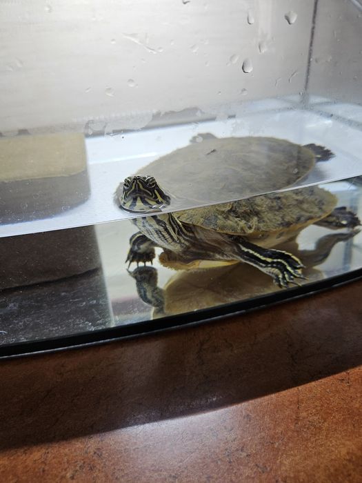 Żółw wodno-lądowy zółtolicy