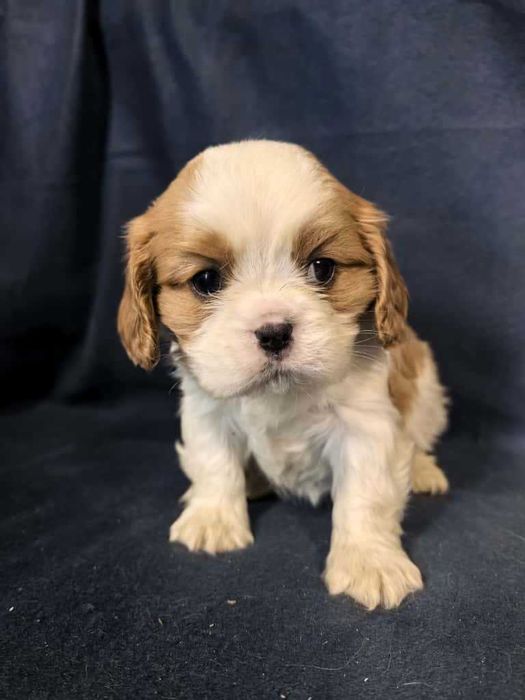 Cavalier king charles spaniel