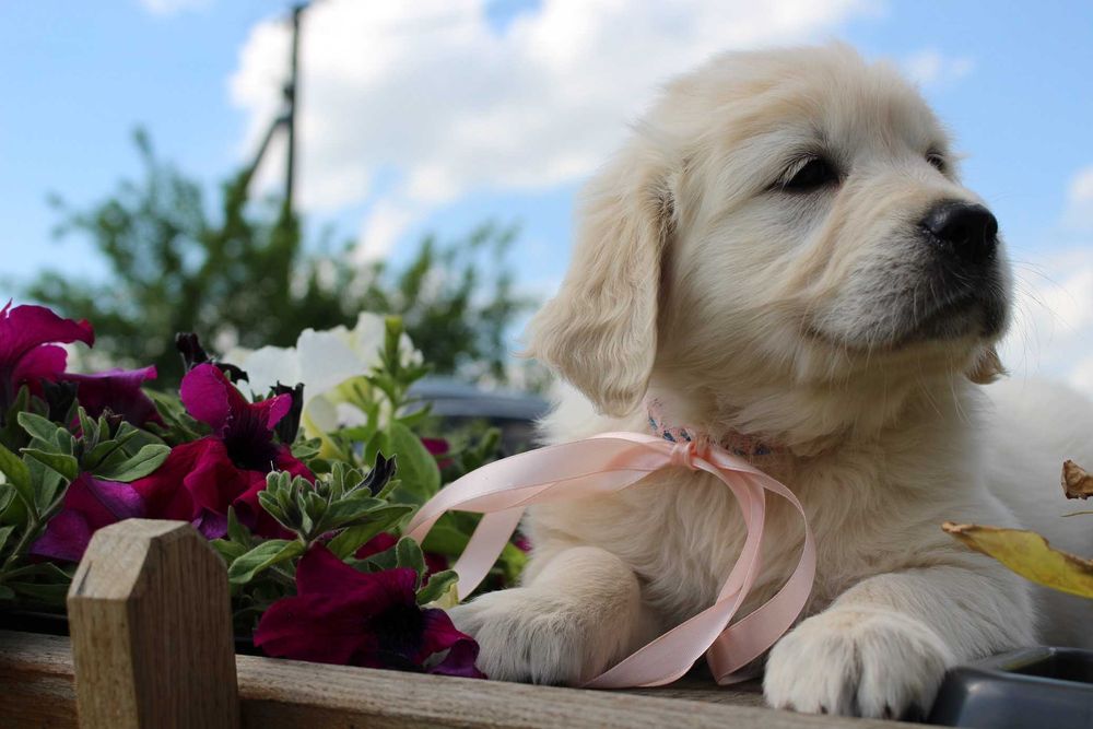 Golden Retriever *ZKwP FCI* gotowy do obioru piesek