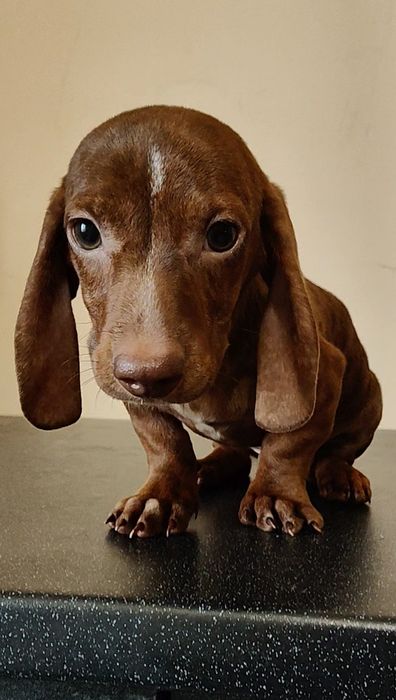 Щенок миниатюрной таксы с документами клуба