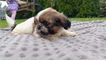 Szczeniak piesek shih tzu