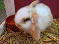 Królik baranek miniaturowy Mini Lop
