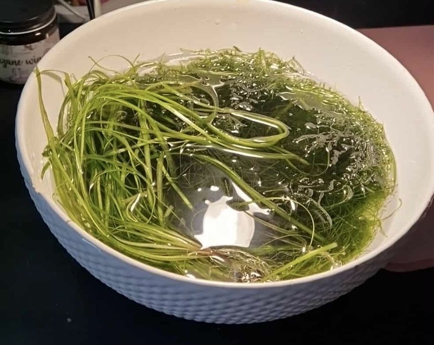 misa roślinek akwariowych