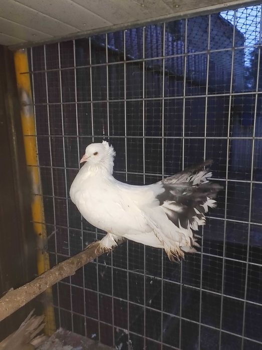 Pombos e rolas de várias raças