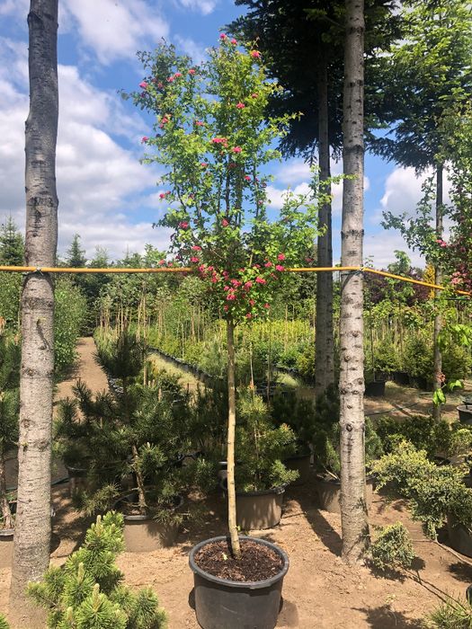 GŁÓG 'Paul's Scarlet' Wys ok. 250cm Donica 65l