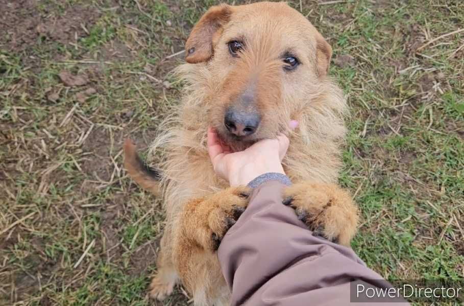 Bity i traktowany jak śmieć a wciaz kocha