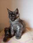 Maine coon kocur