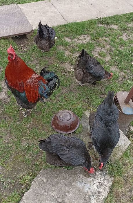 Курчата Марана чорно-мідного