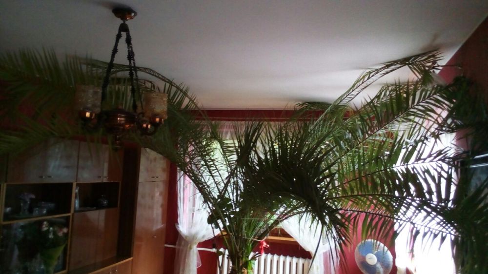Palma Daktylowa Feniks ( Phoenix canariensis ) 60 Lat