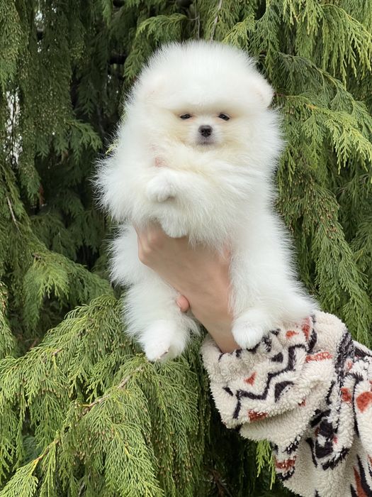 Szpic  sliczny samiec