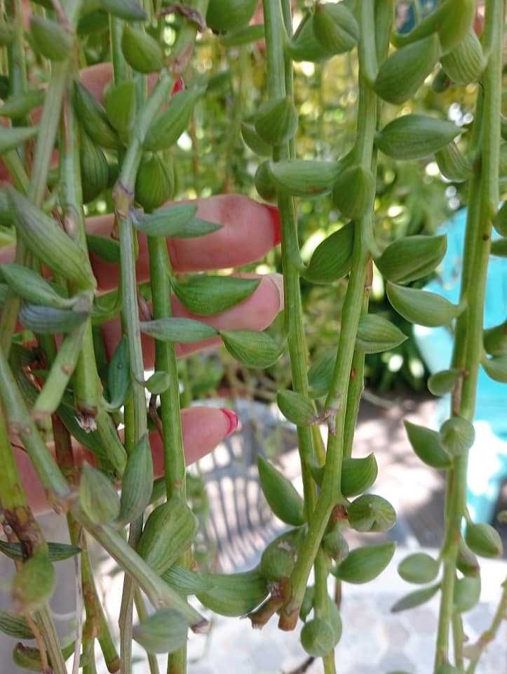 Planta natural, colar-de-pérolas, cordão-de-ervilhas e rosário