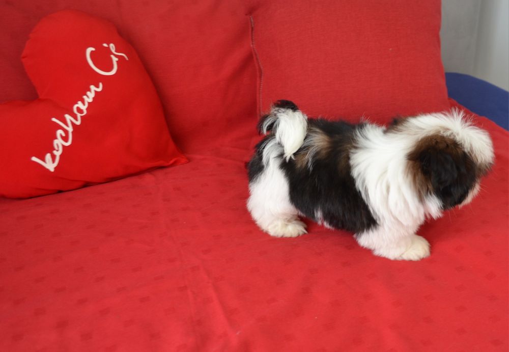 Śliczny miniaturowy piesek Shih tzu