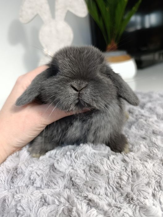 Królik króliczek mini lop hodowla zarejestrowana Top