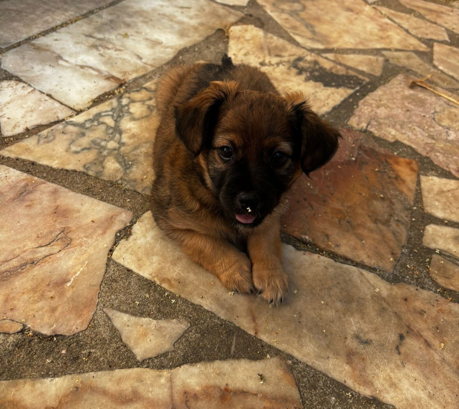 Cães para adoção