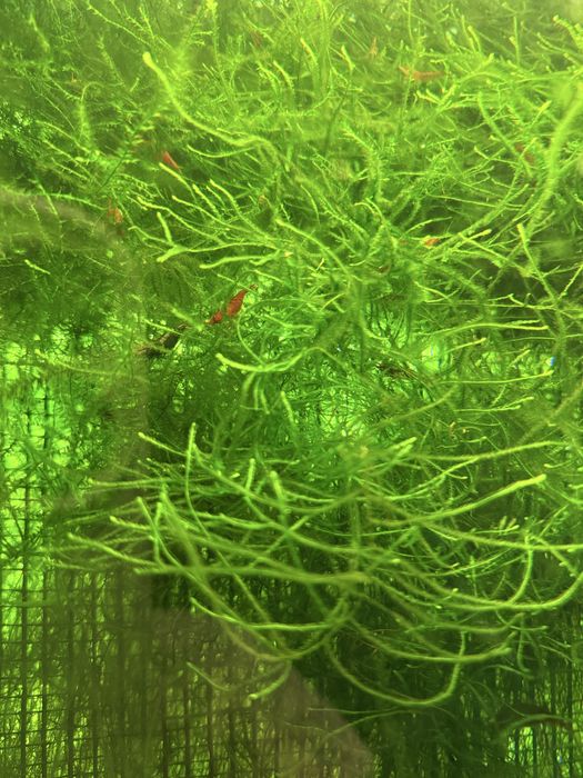Мох яванський Vesicularia dubayana