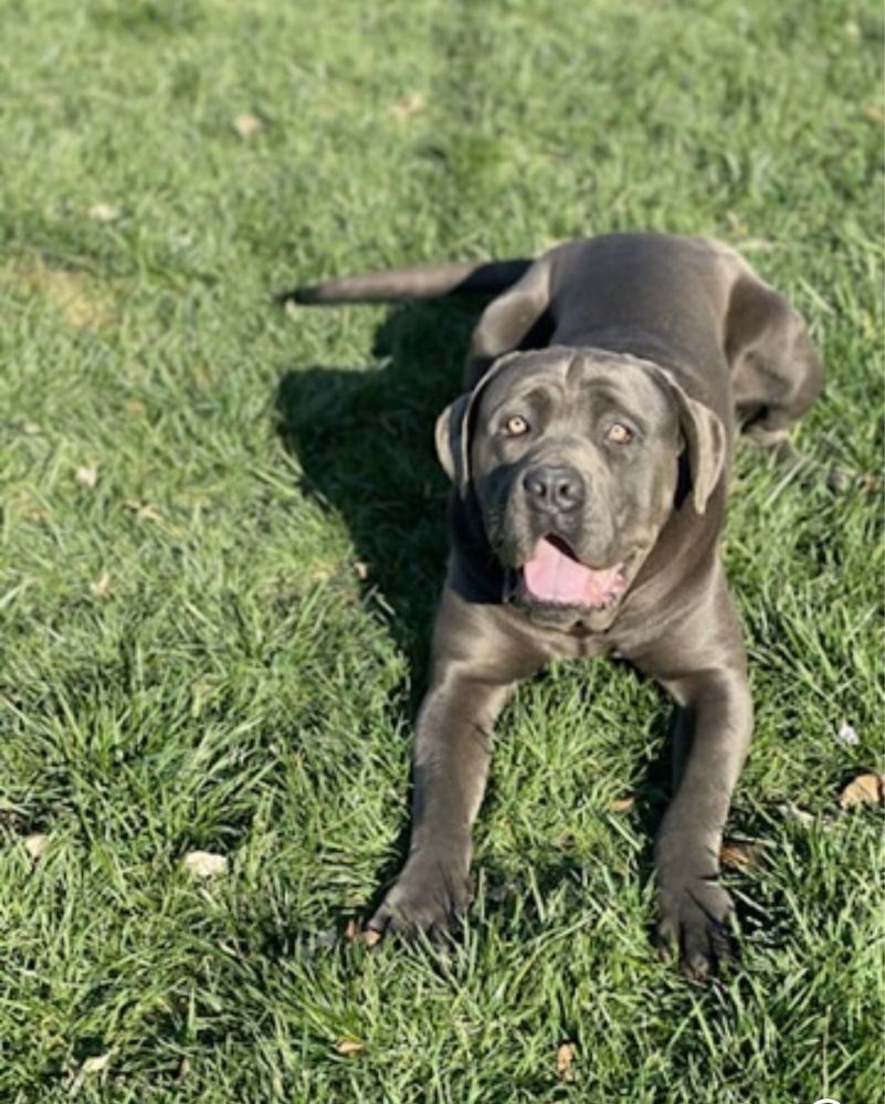 Cachorro cane corso italiano