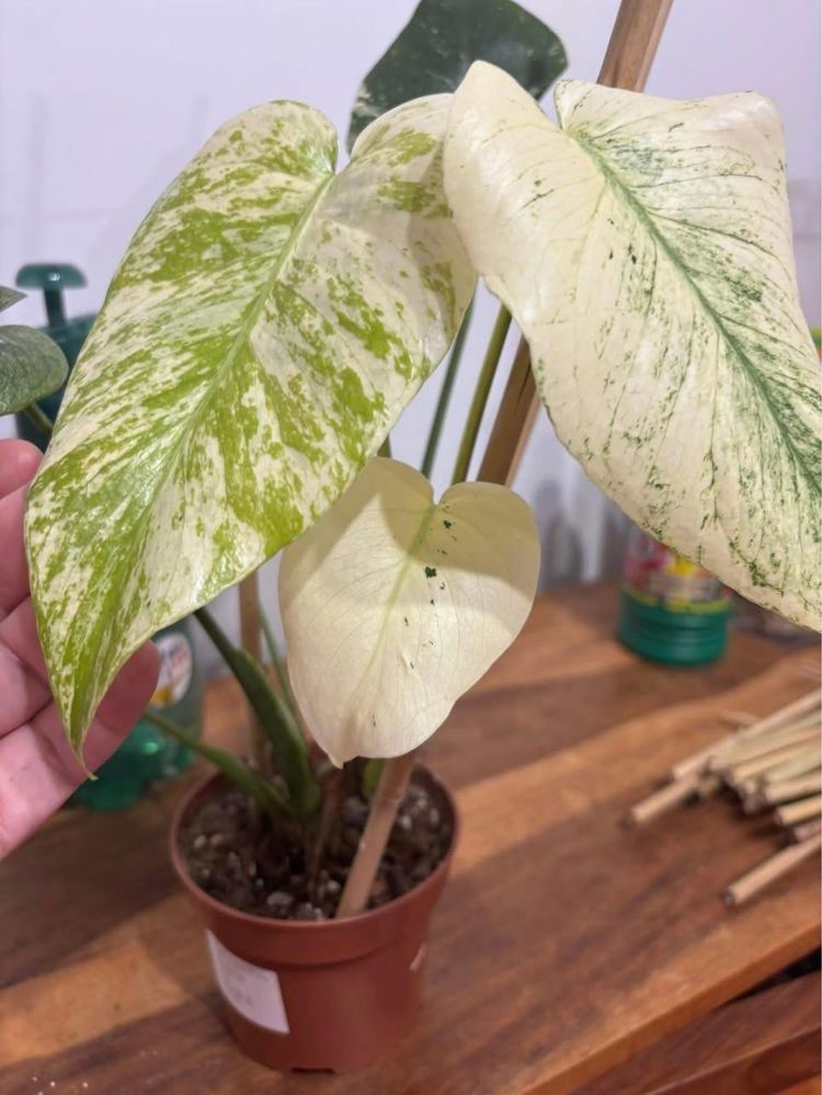 Monstera Deliciosa Mint cztero listna