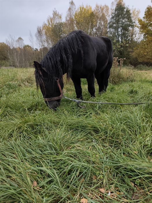 Sprzedam klacze spokojne zimnokrwiste