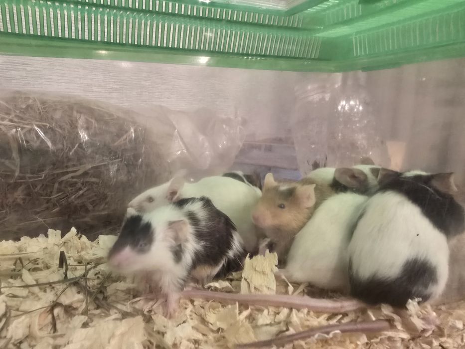 Oddam myszy do dobrego domu