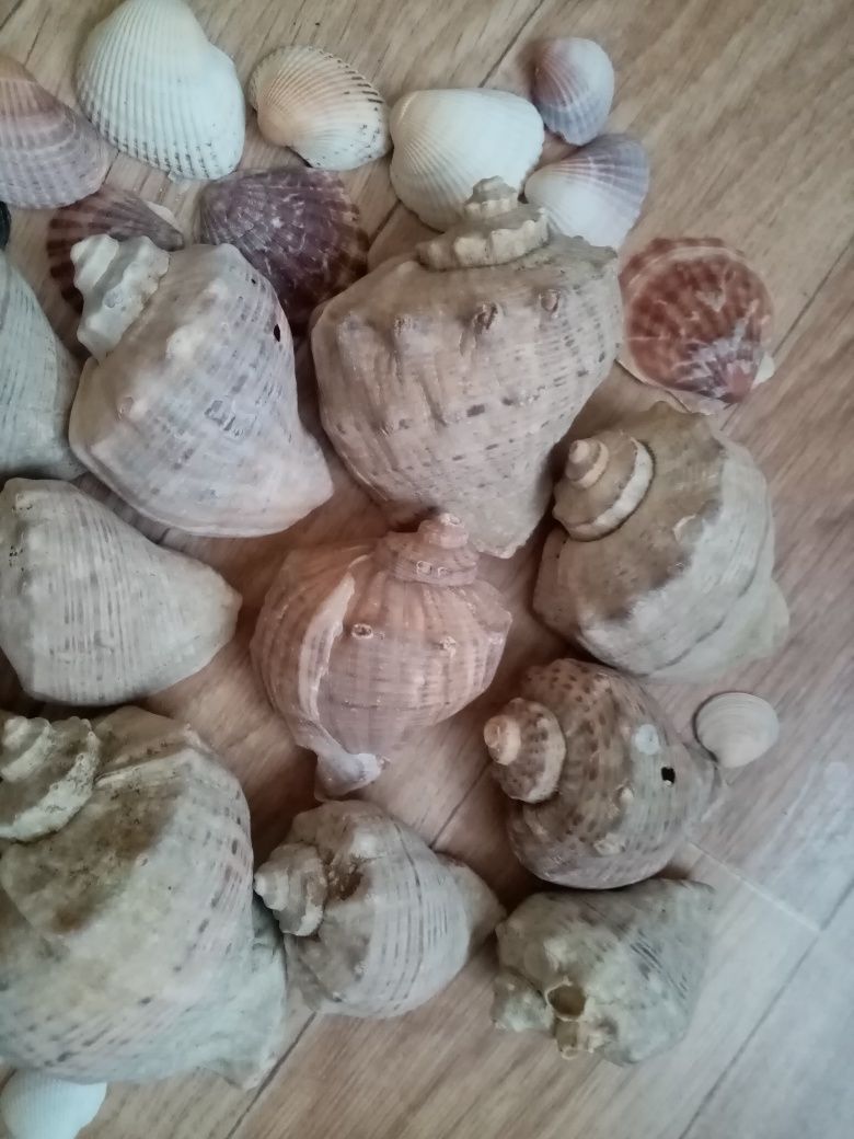 Ракушки різні. (рапан та інші)