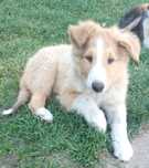 Owczarek szkocki collie