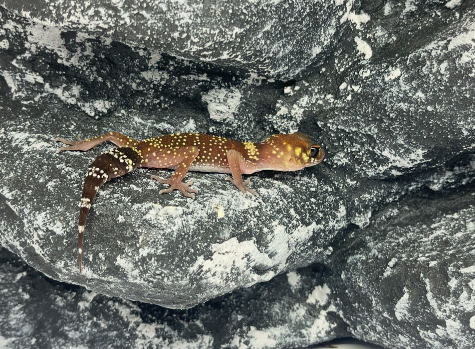 Gekon gekony underwoodisaurus milii Koszalin