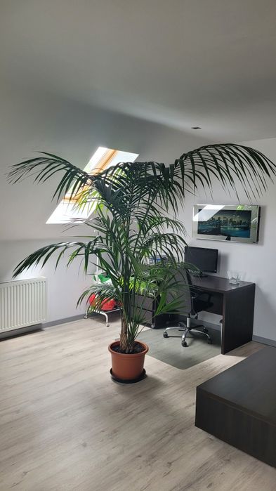 Sprzedam palmę 2.5m
