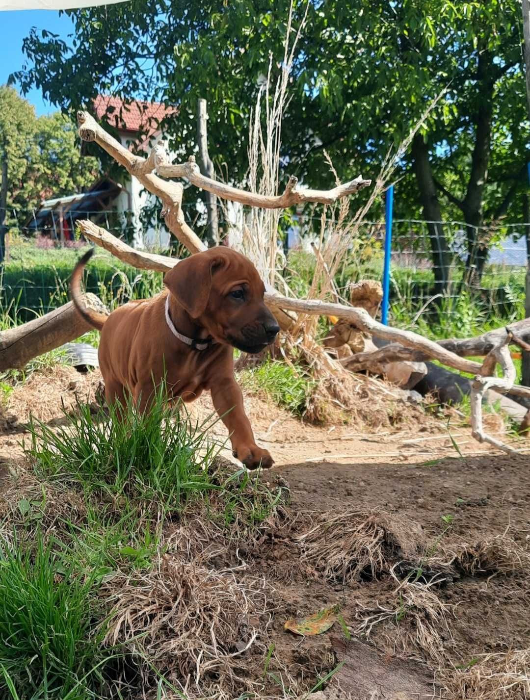 Rhodesian Ridgeback Szczeniak -Suczka- ZKwP
