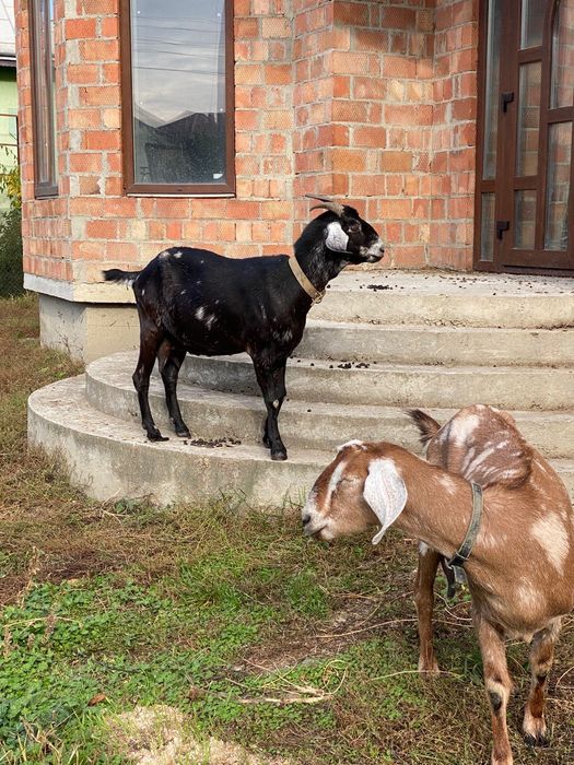 Англо-нубійські кози