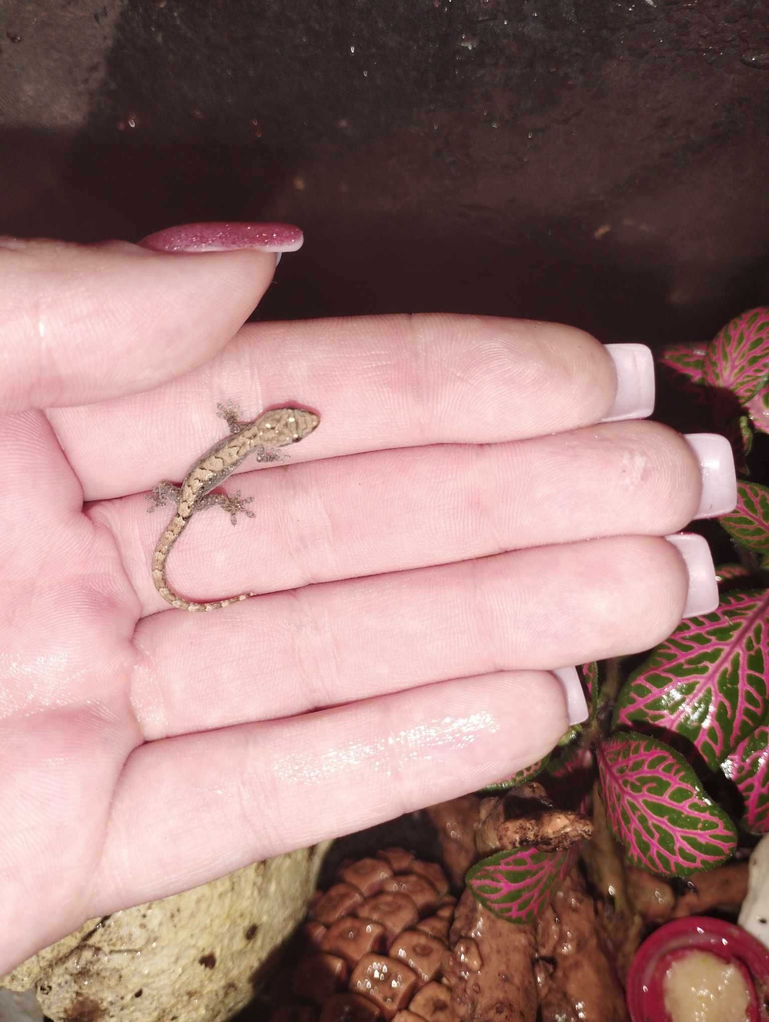 Gekon płaczący Lepidodactylus lugubris - młode i dorosłe