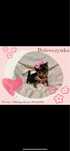 *Unikatowa*  sunia xxs York 300 gram