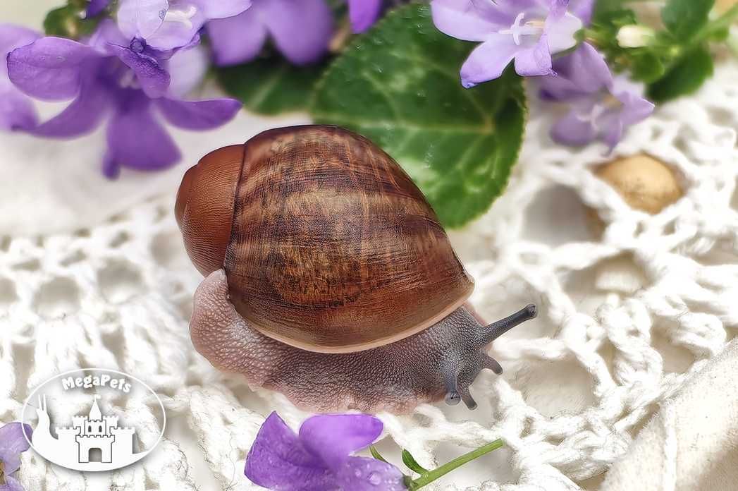 Archachatina ventricosa standard ślimaki olbrzymie afrykańskie terra
