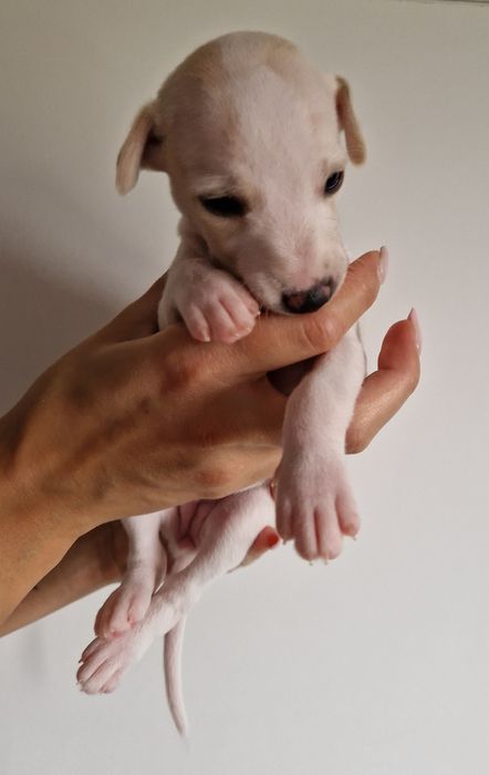 Suczka Chart Angielski Whippet FCI