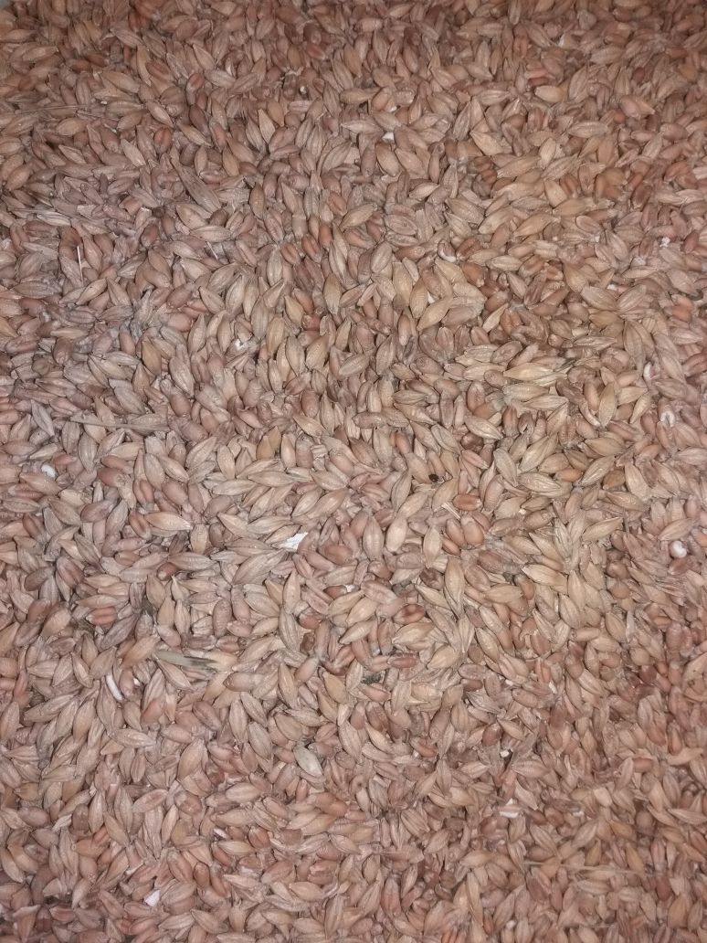 Mieszanka zbożowa pszenica-jęczmień zbiór 2023 cena za 100kg