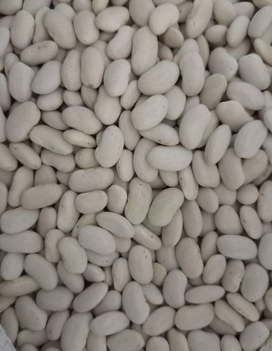 Квасоля ласточка ,скарлет,червона томатна,біла довга ,біла плоска