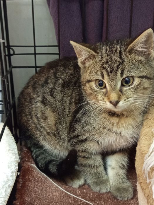 Mały Kocurek szuka domu niewychodzącego