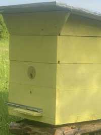 Бджоли  відводки бджолині сімї