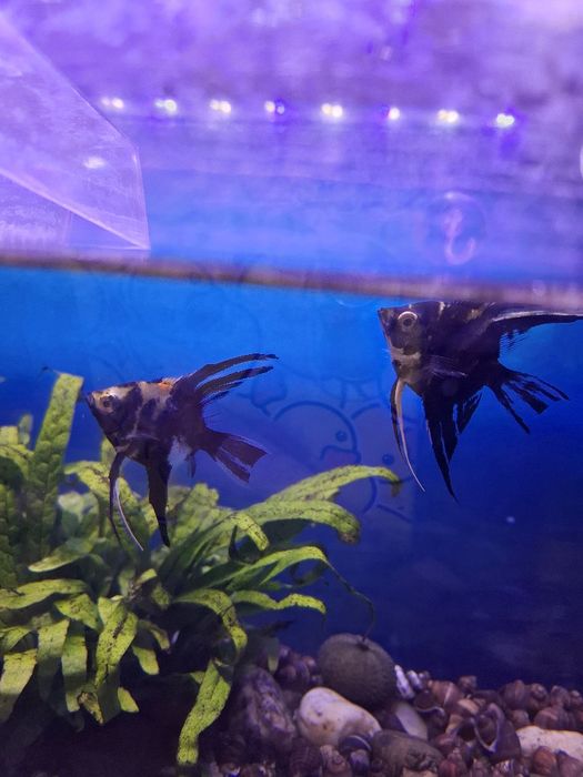 Troco peixe escalares