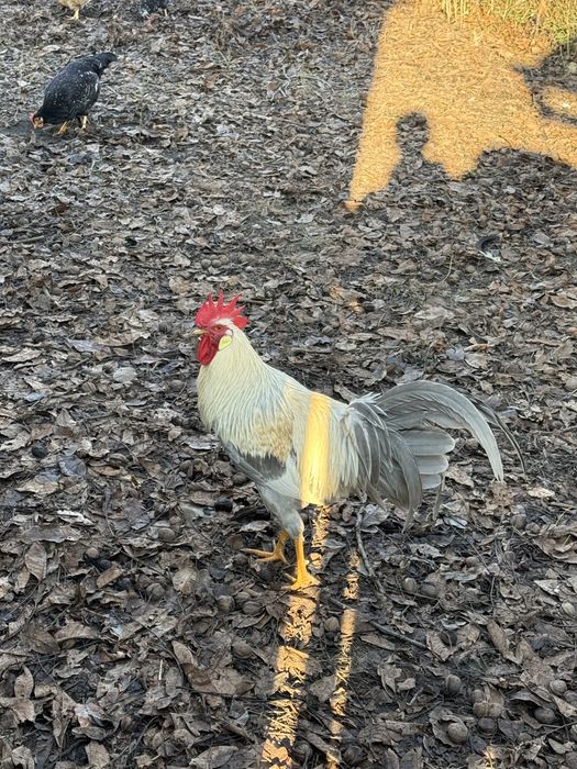 Kogut włoszki lawendowej