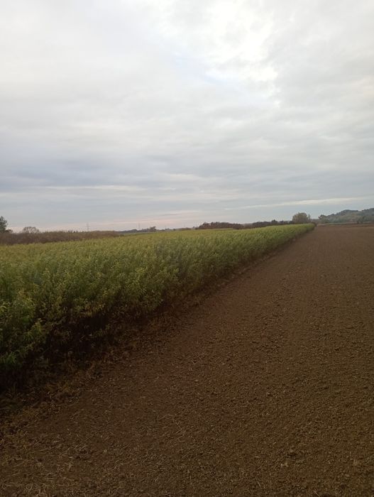 Sprzedam wiklinę amerykankę okolo;25t