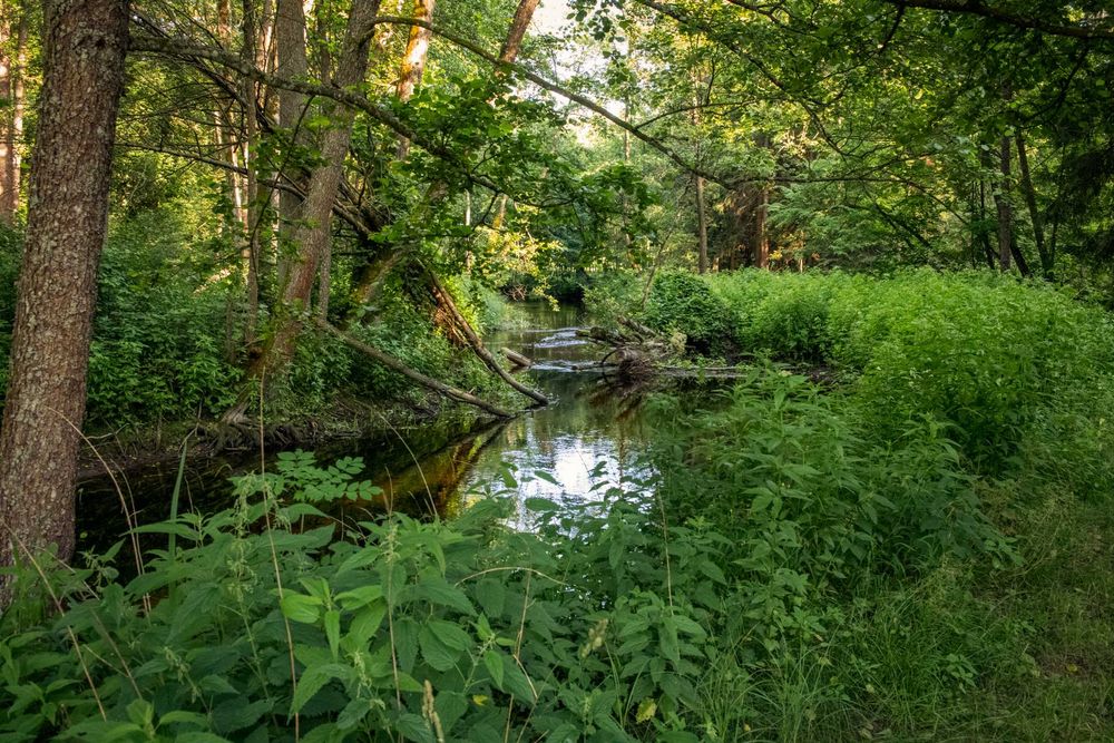 Niebieski Domek nad Marychą, Budwieć, las, rzeka, Podlasie, wakacje