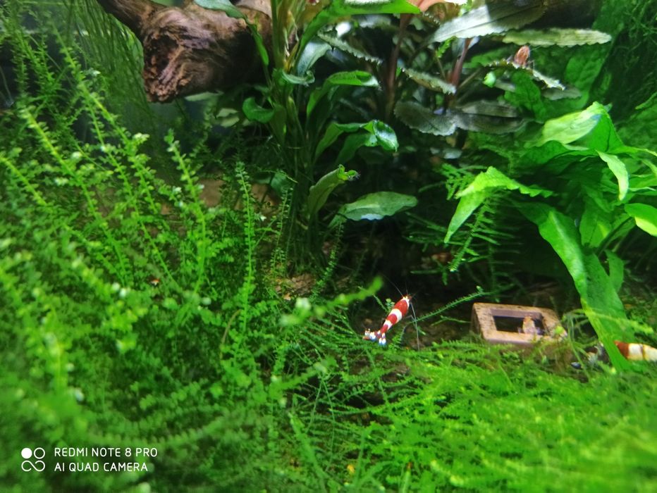 Krewerki Crystal Red S-SS - czysta linia