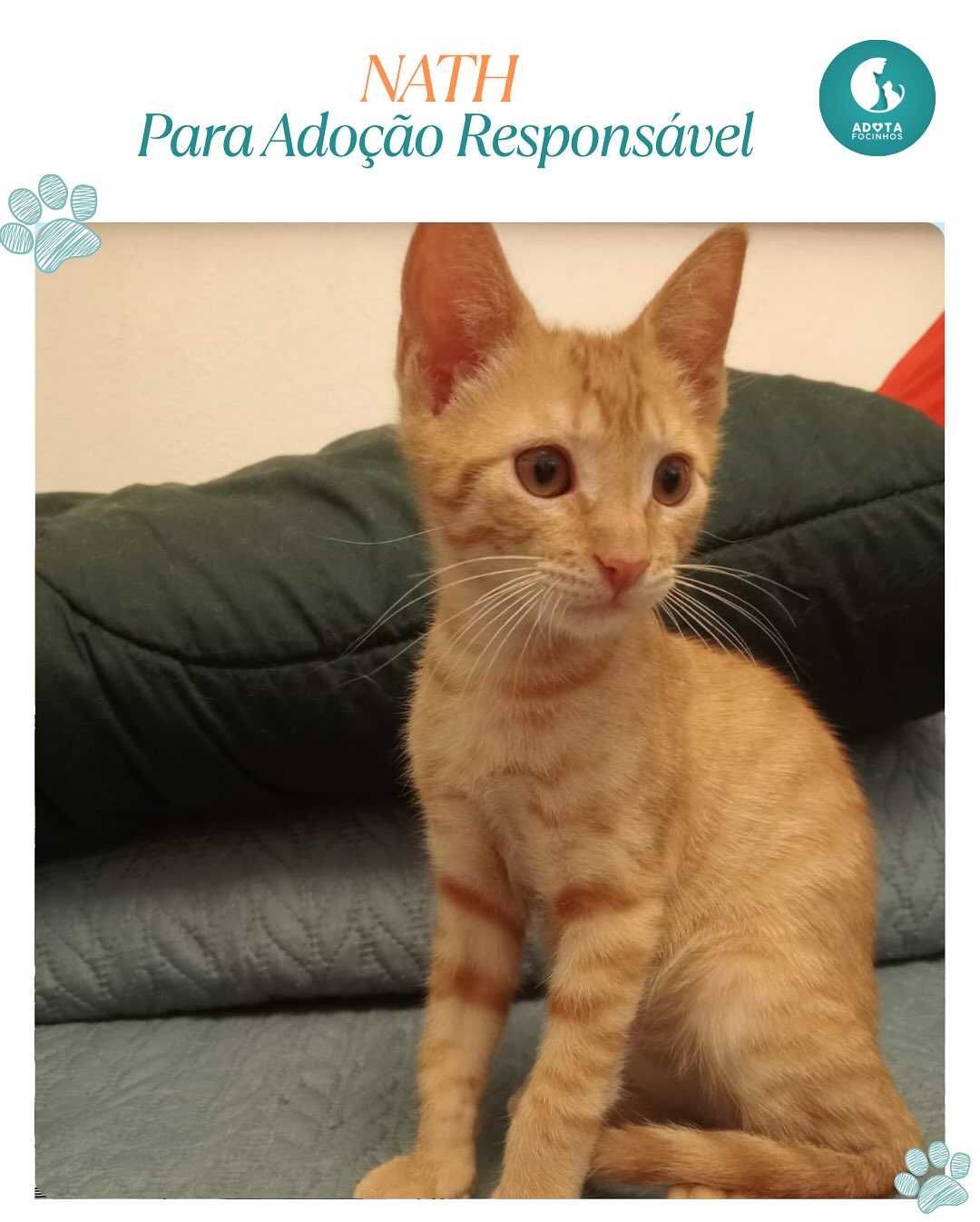 Bebé Nath - para adopção responsável