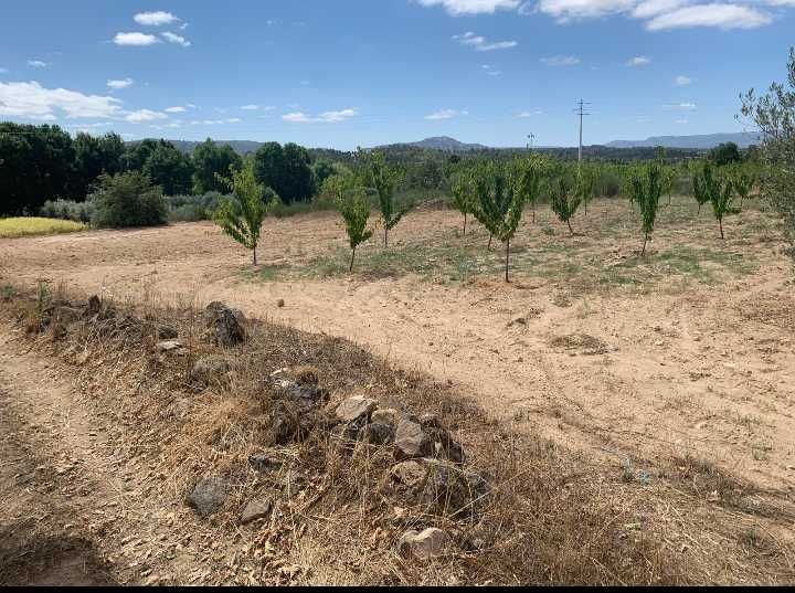 Terreno rústico com oliveiras e cerejeiras   em Carnicães/Trancoso