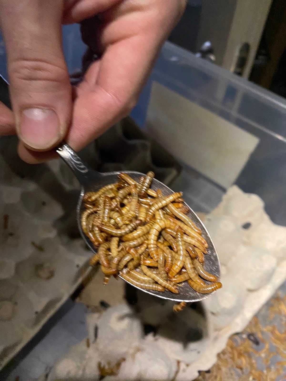 Мучной червь. Мучник
