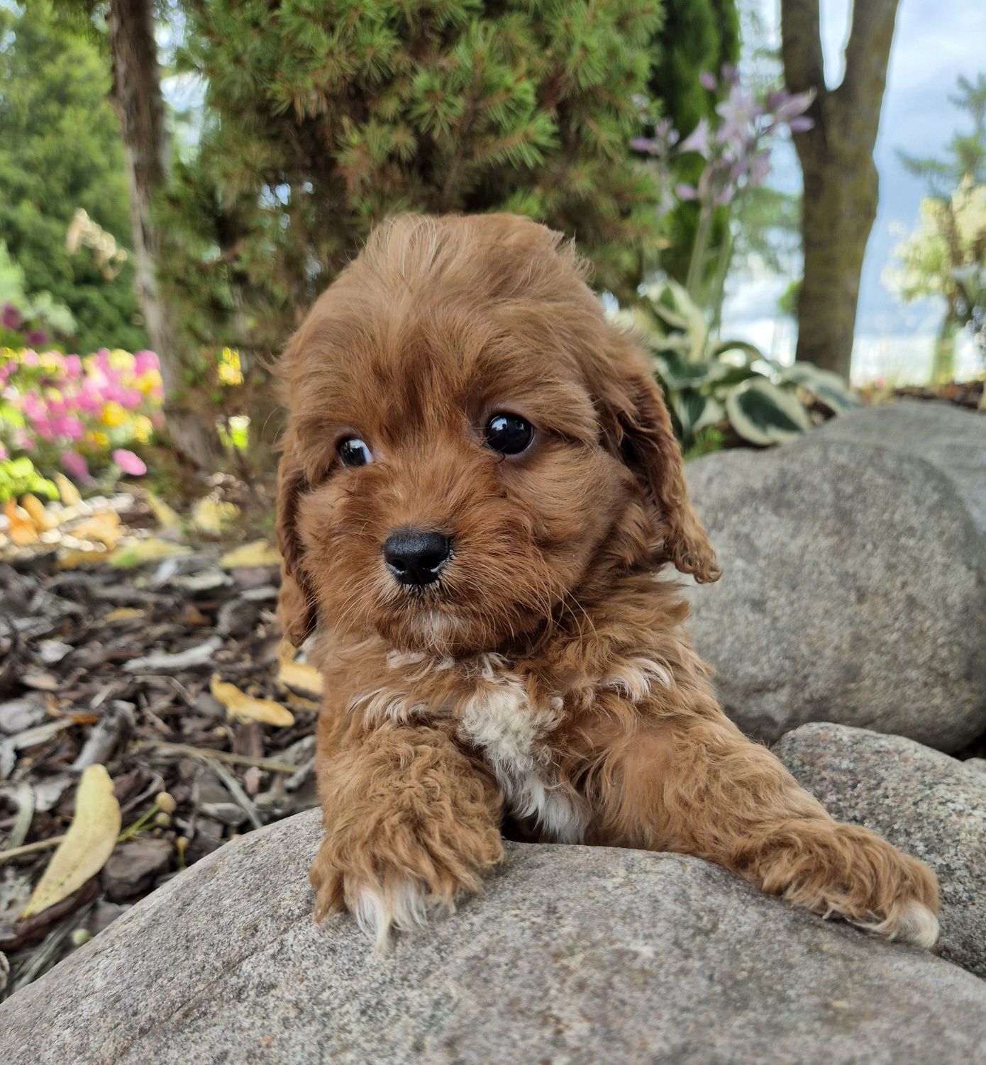 Cavapoo SAMCZYK hybryda ras