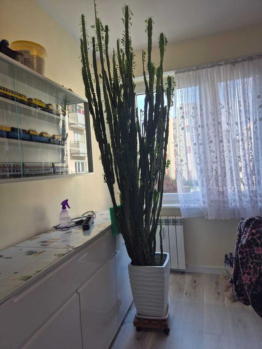 Wilczomlecz trójzebrowy bardzo duża roślina